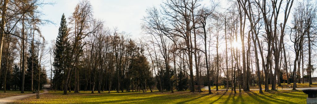 Ausschnitt des Schlossparks mit Bäumen © Marlon Spellak