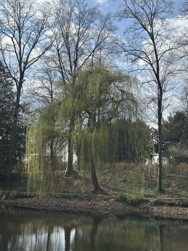 Schlosspark Steyr © Sophia Klagian